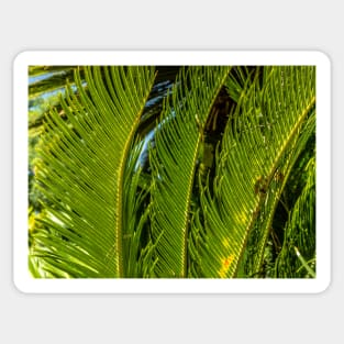 Sago Palm Sticker